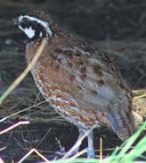 quail-copy