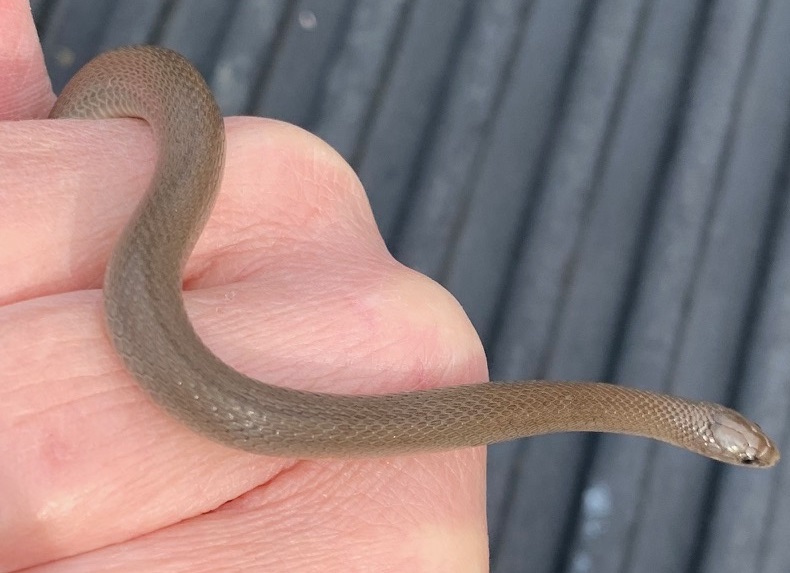 Worm Snake (Carphophis amoenus) by Donna Cole