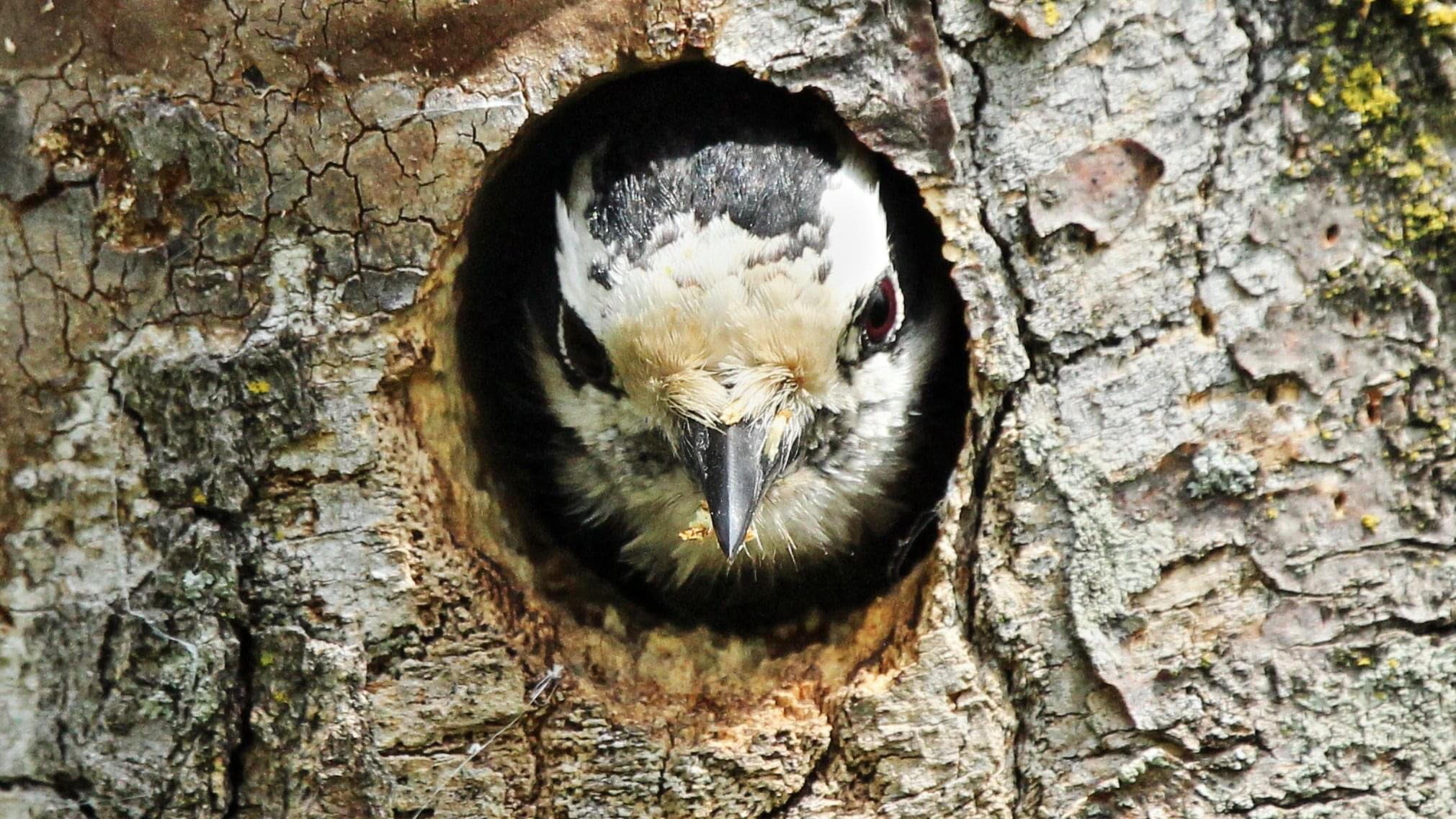 Downy woodpecker in a tree, photo by John Garbutt