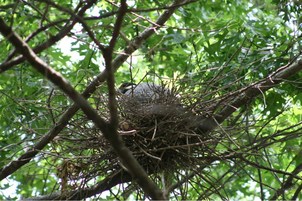 Heron Chicks