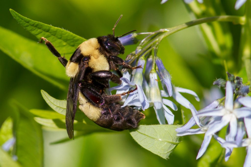 Southern Plains Bumblebee