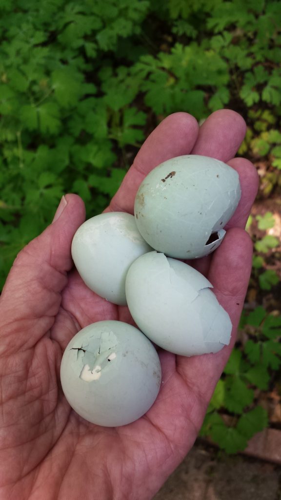 Heron Eggs in Palm of Hand