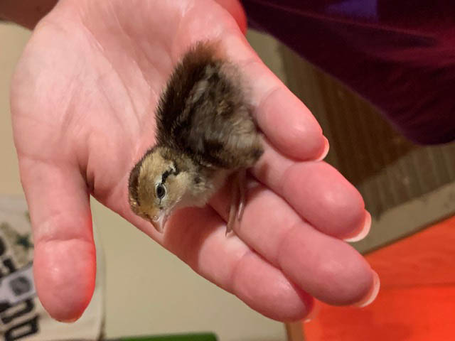 Quail Chick in Hand