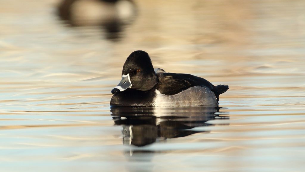  Ring-Necked Duck