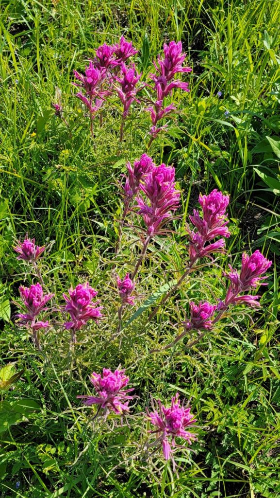 2021-04-21 Clymer Meadow Purple-paintbrush Castille purpurea - Shackelford