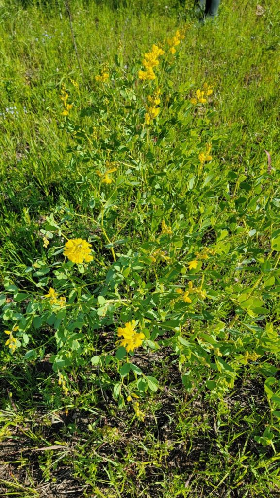 2021-04-21 Clymer Meadow Yellow Wild Indigo Baptisia sphaerocarpa - Shackelford