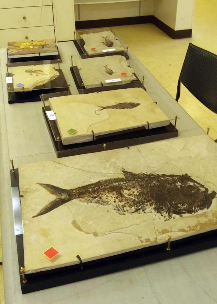 2021-05 Heard Paleo Lab Green River Fish Fossil - Canterbury