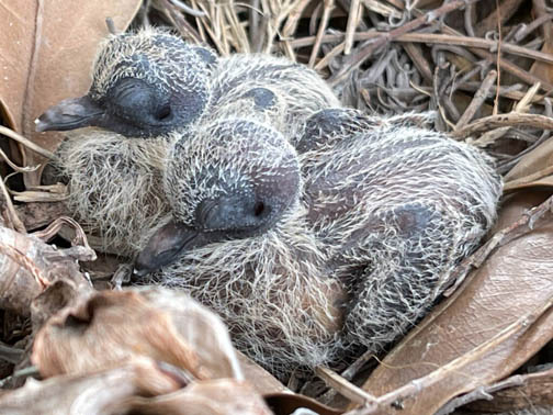 Dove Chicks in Nest