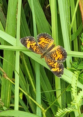BPTMN 2021-06 -Pearl Crescent Butterfly -Clymer -Shackelford