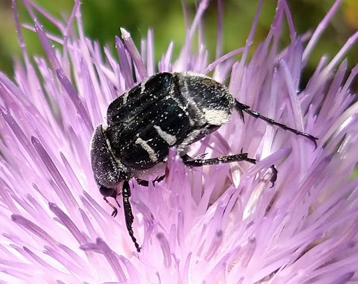 Scarab Beetle in Basketflower