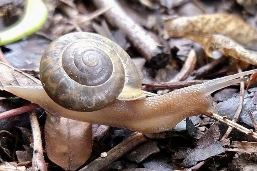 Blackland Prairie Chapter Blackland Prairie Master Naturalists Texas