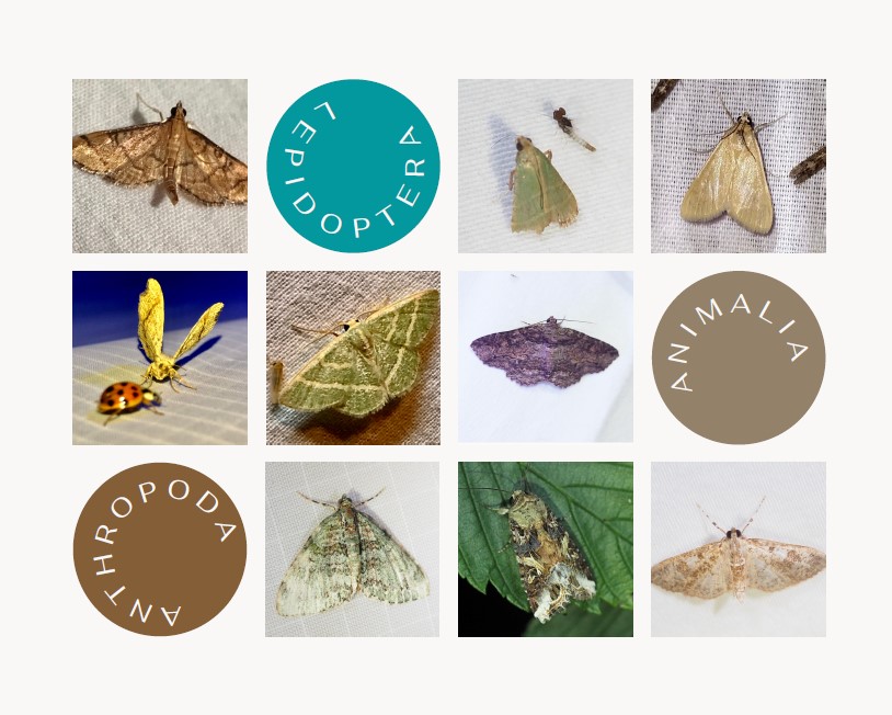 Moths Collage
