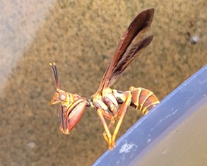 Brown Wasp Mantid