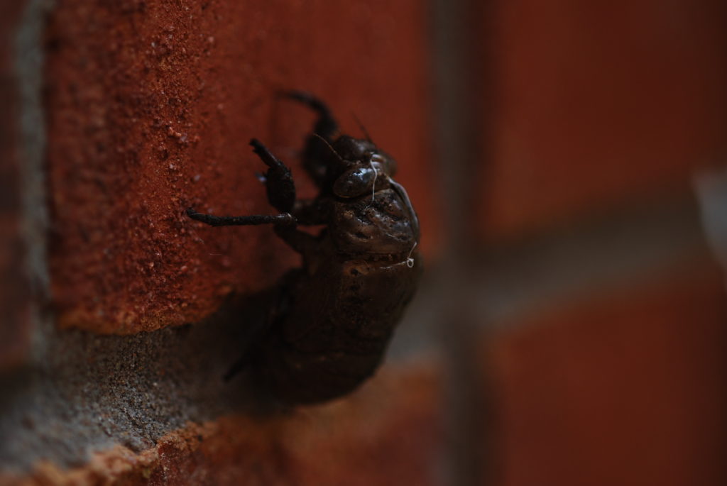 Cicada on Wall