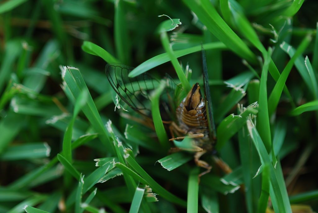 Cicada in Grass
