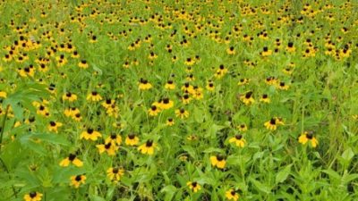 Coneflower at Clymer Meadow