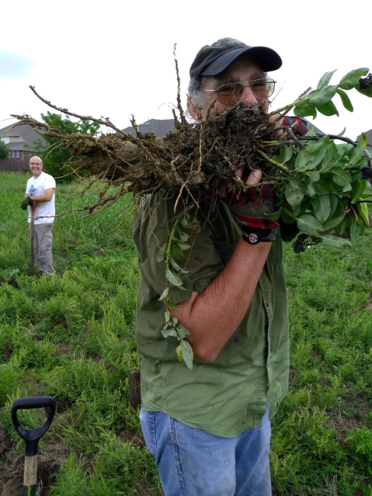 Man in field holding adult milkweed plant