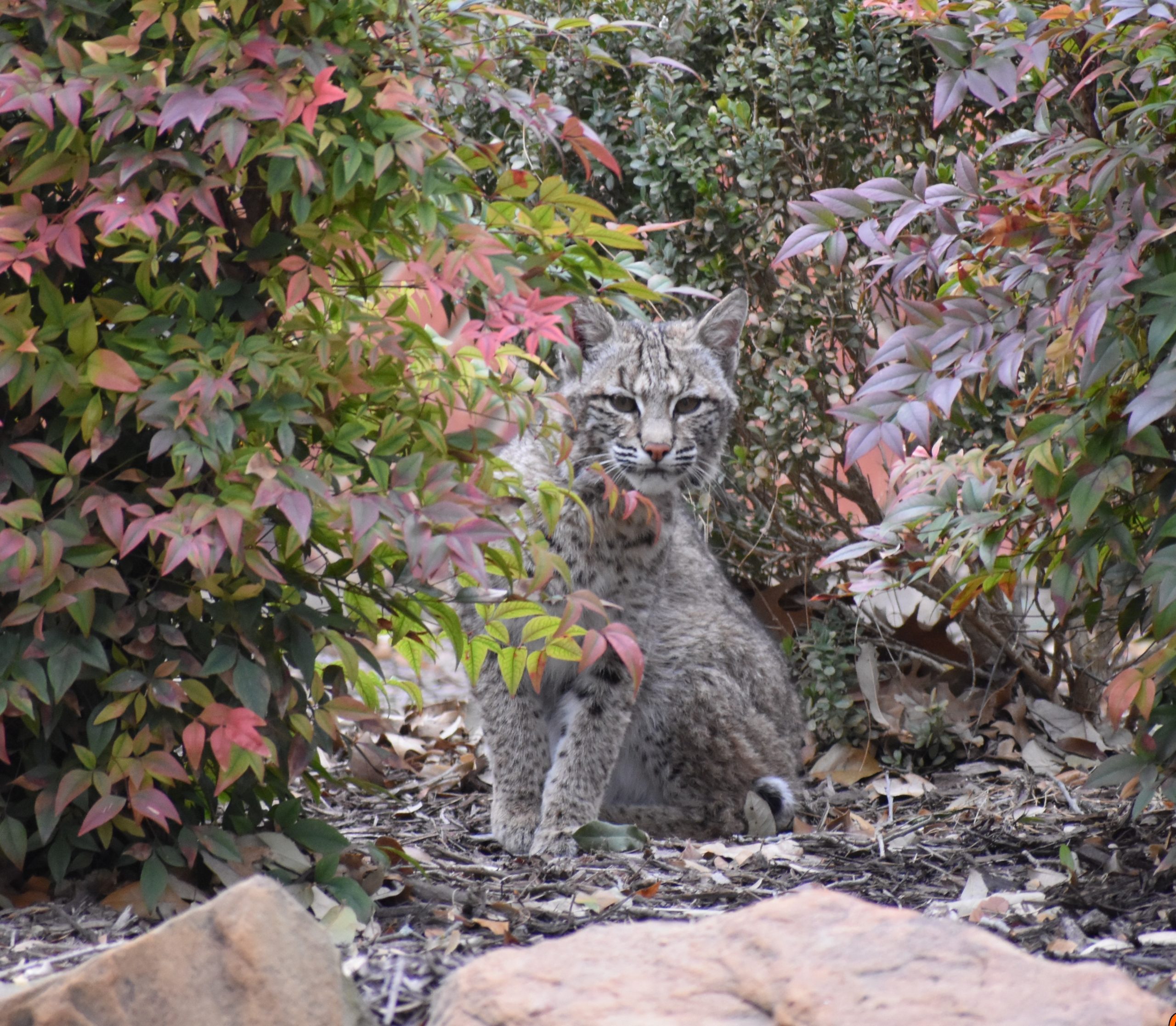 Lynx in Urban yard landscape.