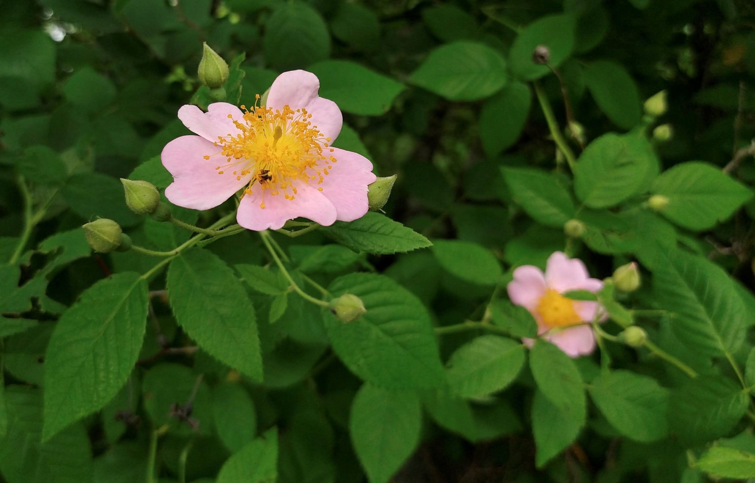 Climbing Prairie Rose at Clymer Meadow Photo by Rick Travis