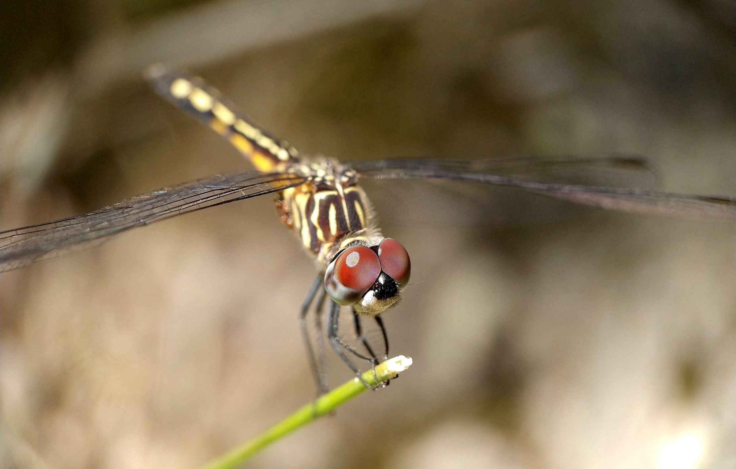 Female Blue Dasher Dragonfly Photo by Rick Travis