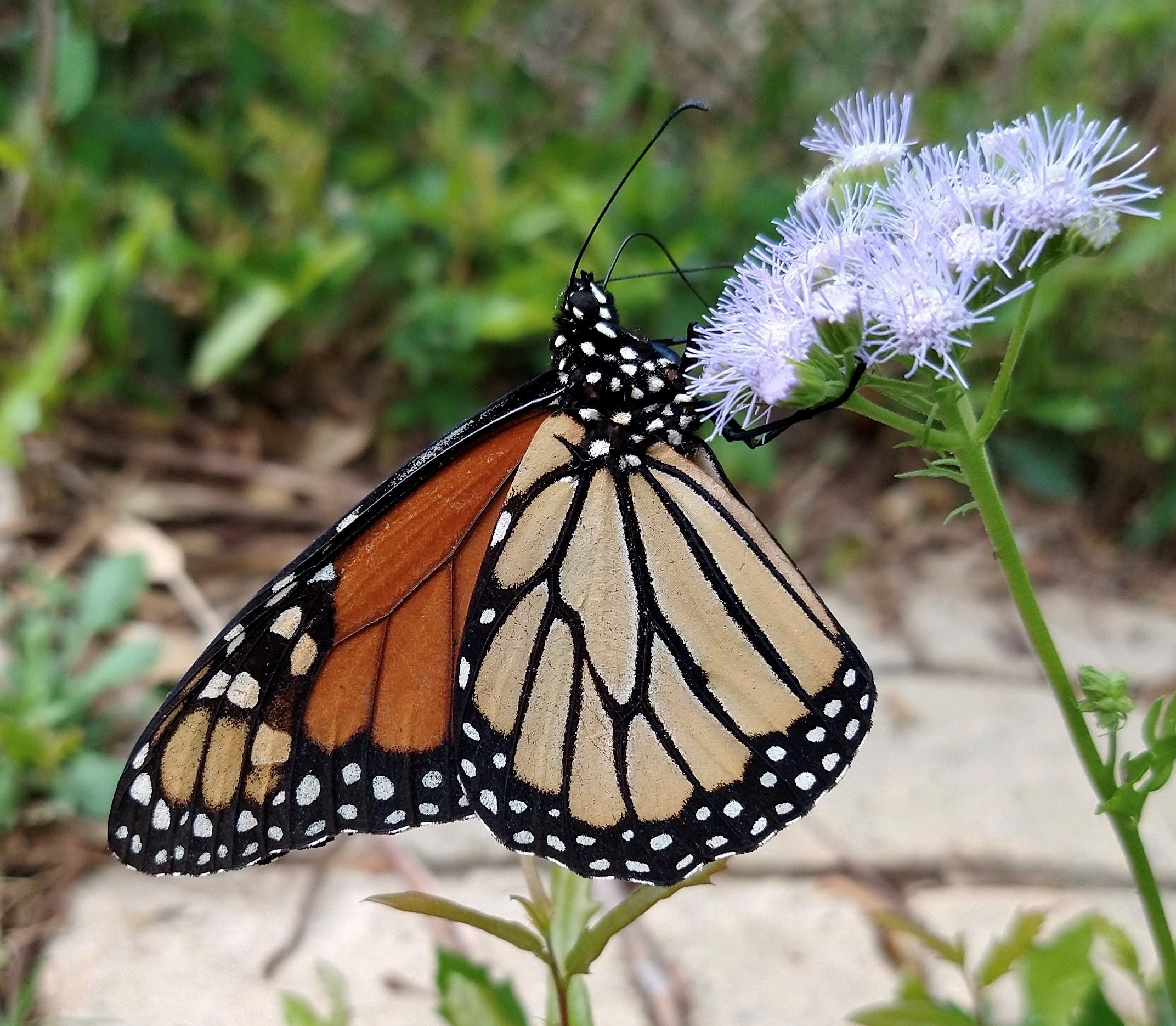 BPTMN 2022-09 Fall Monarch Migration Photo by Rick Travis