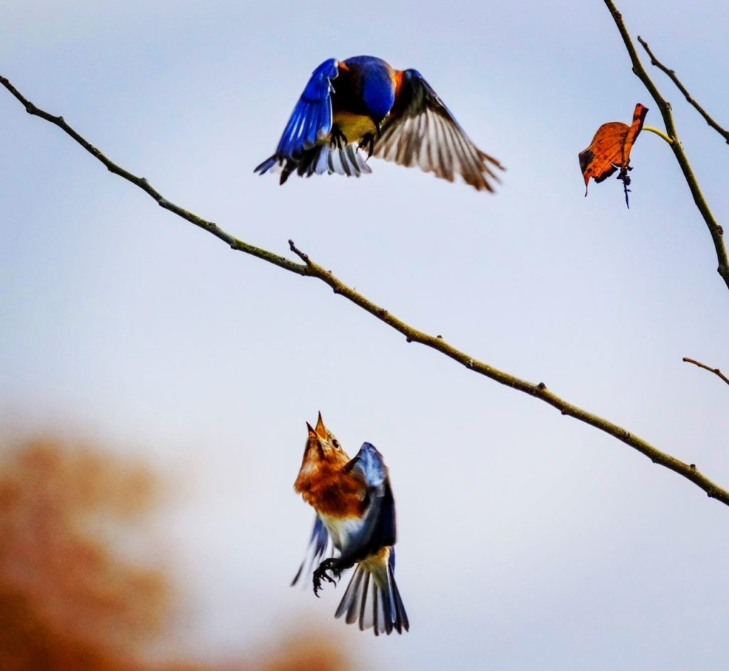 Eastern Bluebirds displaying by Brenda Clark at the Canyon Creek Wetlands