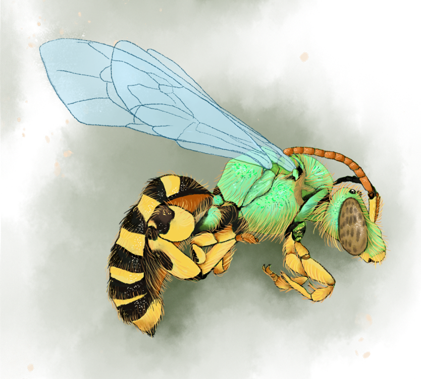 Sweat Bee Illustration by Katie McElroy