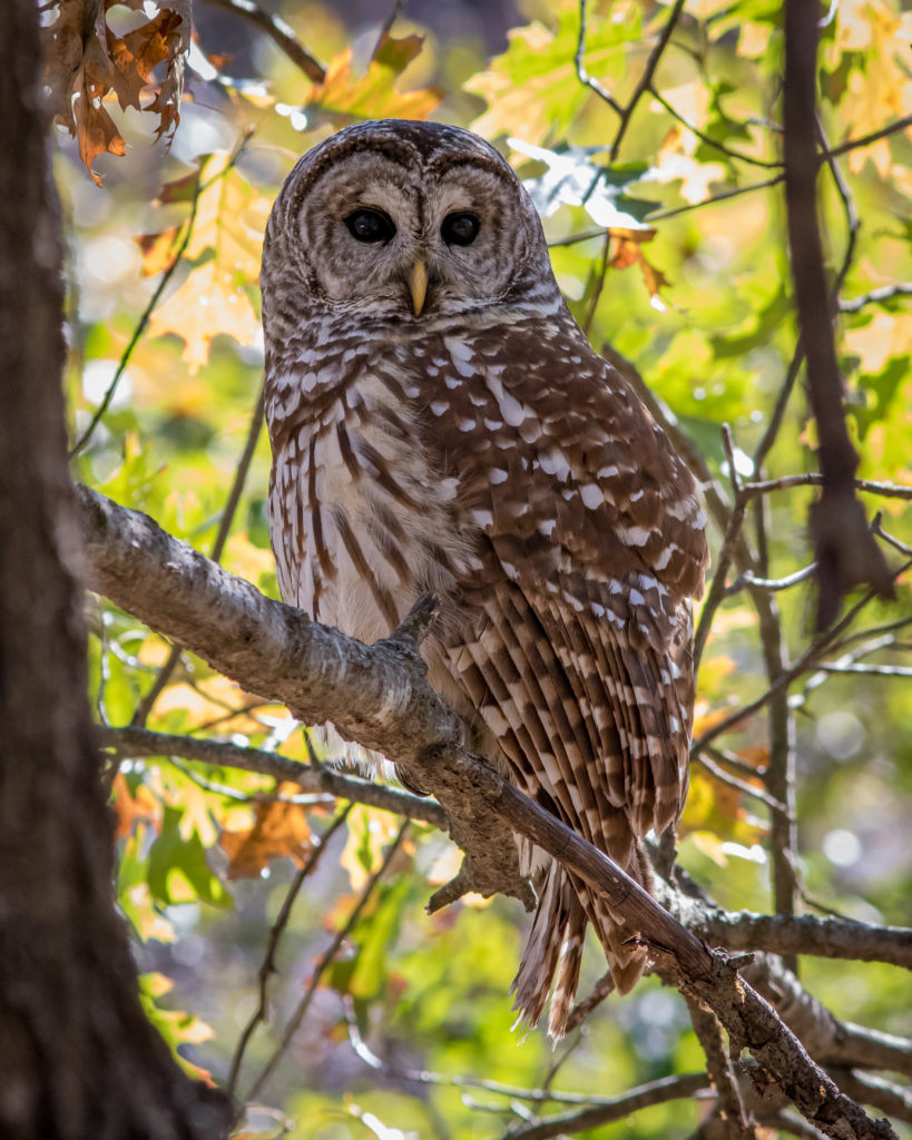 owl on tree branch photo by laurie sheppard
