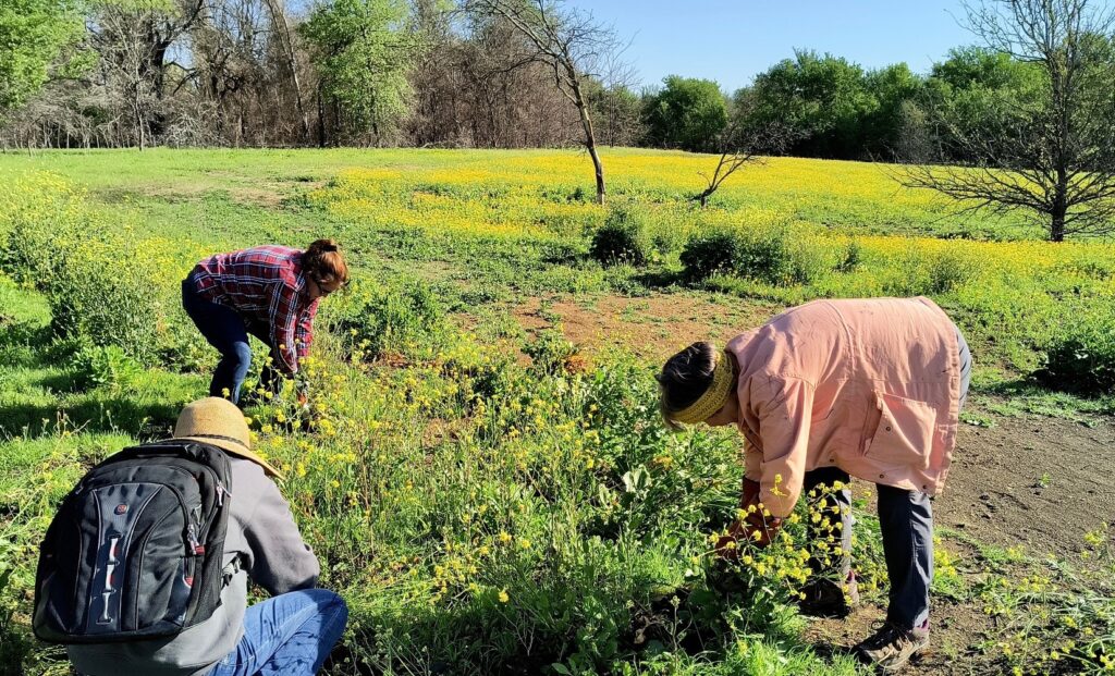 Blackland Prairie Chapter Frisco Work Day at Grand Park with Laura Kuwayama Colleen Abbott Lisa Travis removing invasive plants by Rick Travis