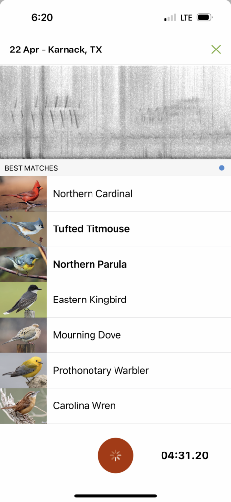 Merlin Bird ID app screenshot of bird ID and photo