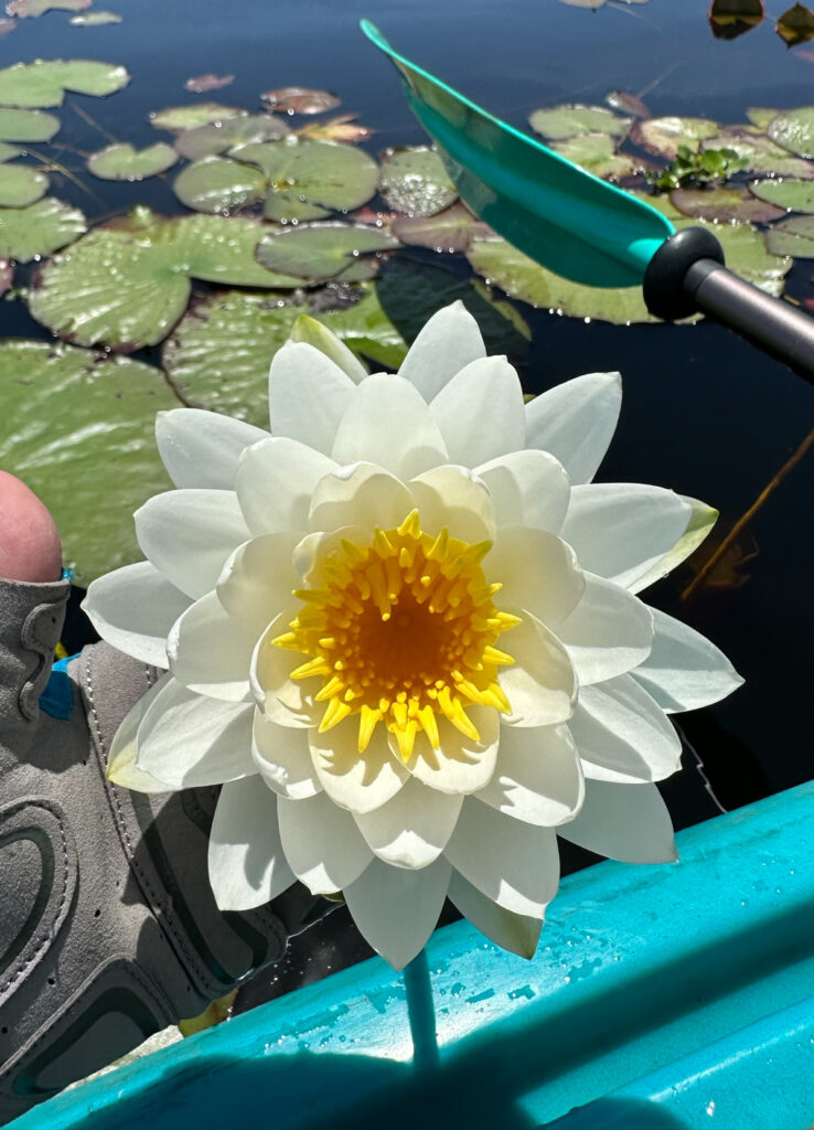 Caddo Lake American White Water Lily