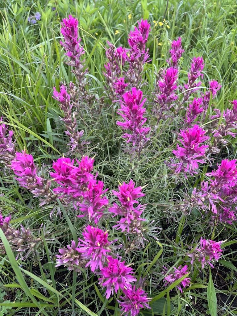 2023 Clymer Meadow Annual Wildflower Tour Purple Paintbrush