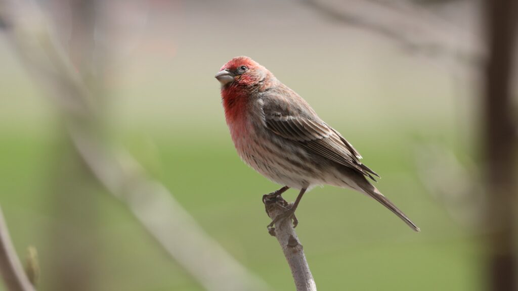 House Finch perched on the end of a branch.