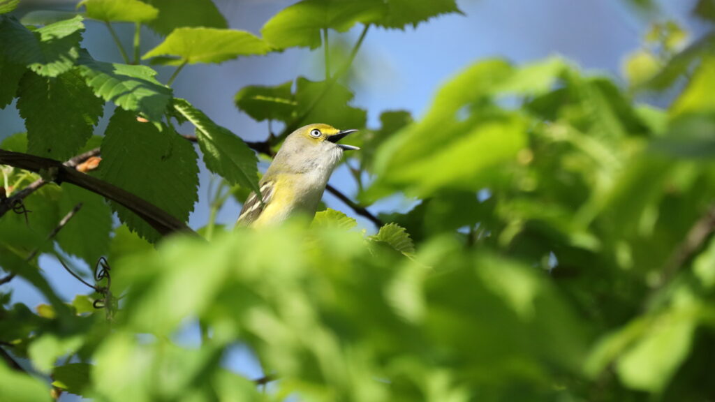 White-eyed Vireo perched on a branch surrounded by green leaves.