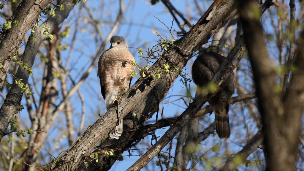 Cooper's Hawk perched on a branch