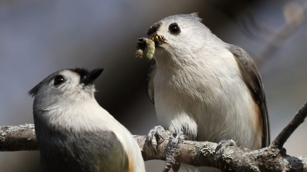 Tufted Titmouse with a Caterpillar in his beak perched on a branch.