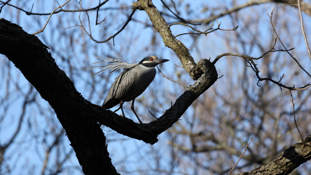 Yellow Crowned Night Heron perched on a branch.