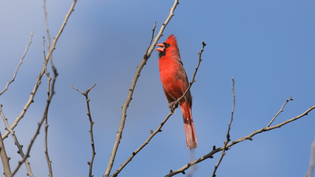Northern Cardinal perched on a branch.