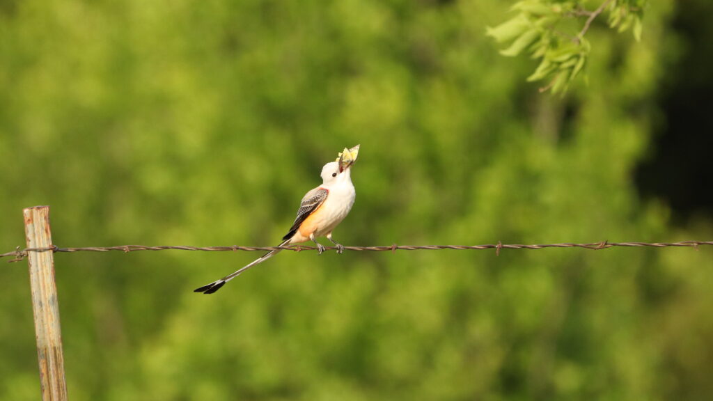 Scissor-tailed Flycatcher perched on a barbed wire fence with its catch.