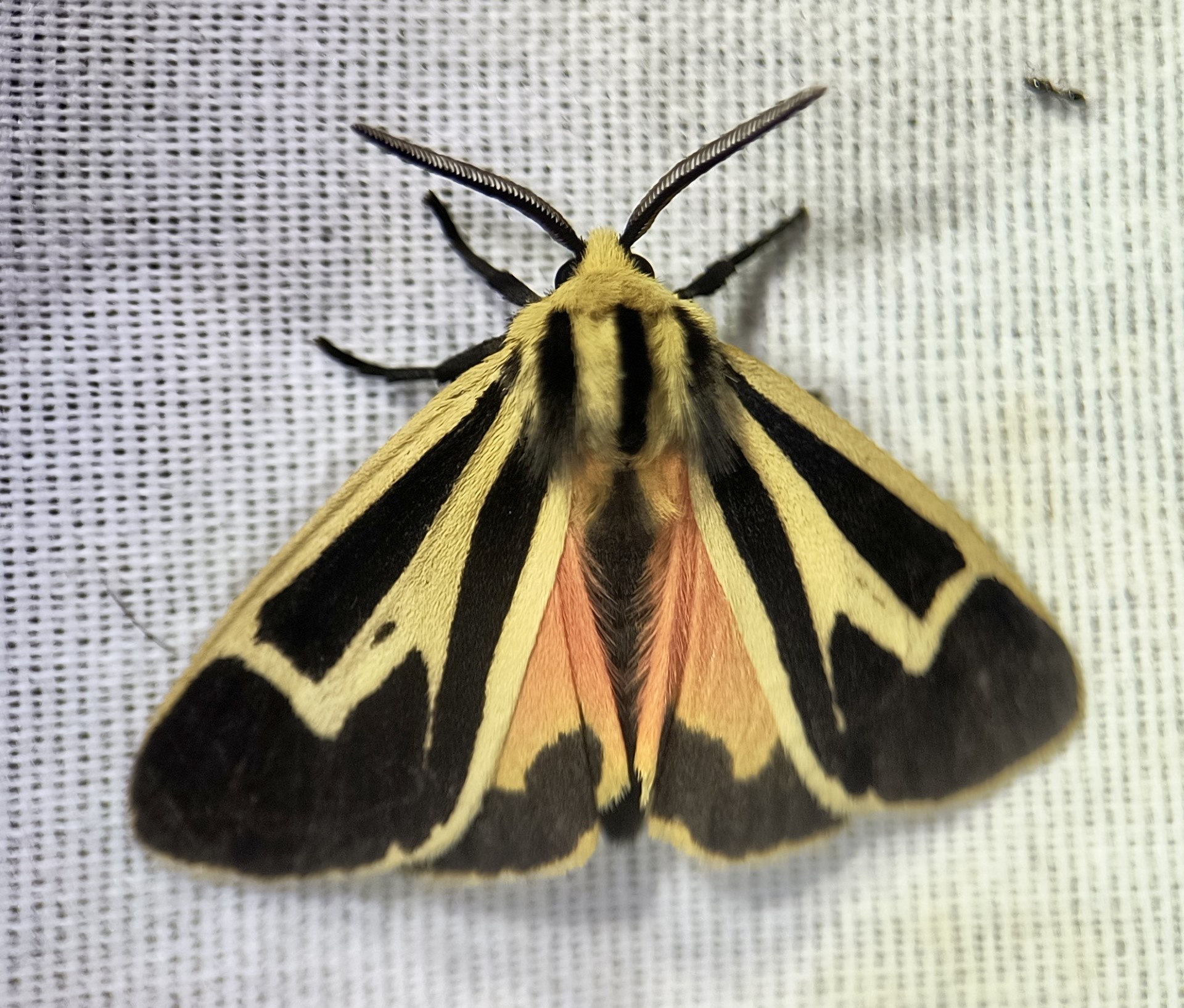 Banded Tiger Moth Photo