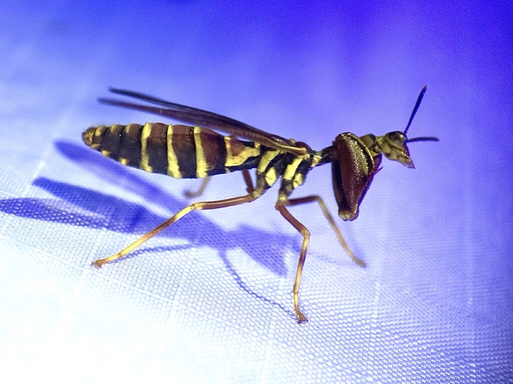 Brown Wasp Mantidfly Photo