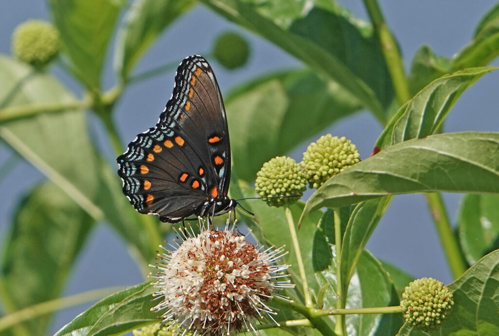 Red Spotted Purple Butterfly on Button Bush at Hagerman Wildlife Refuge Photo By Sam Crowe
