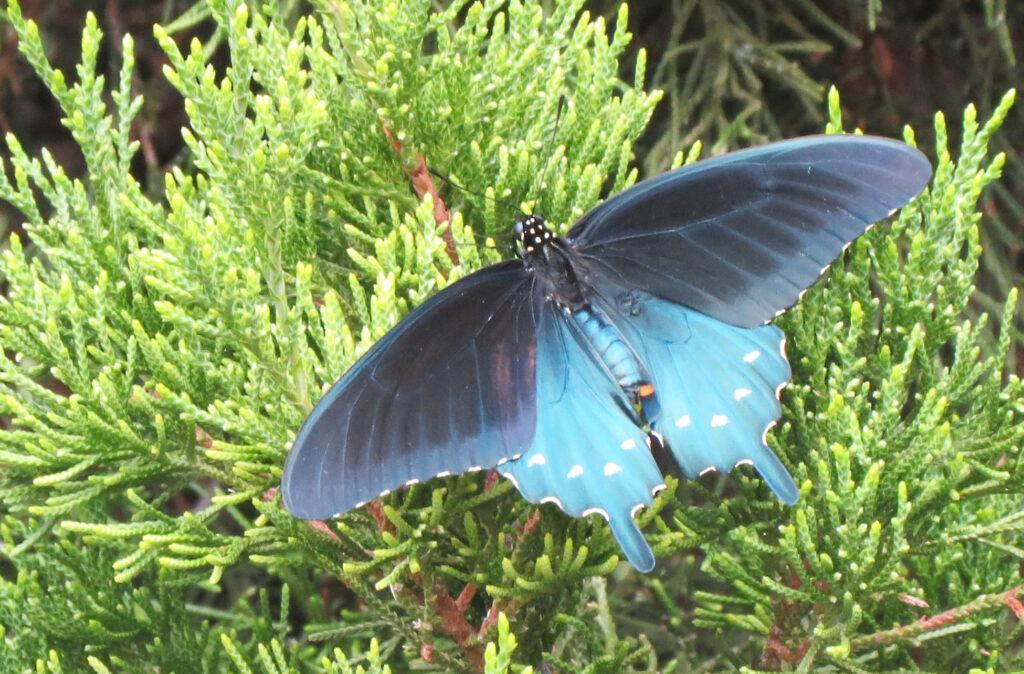 Pipevine Swallowtail Butterfly Photo By Sam Crowe