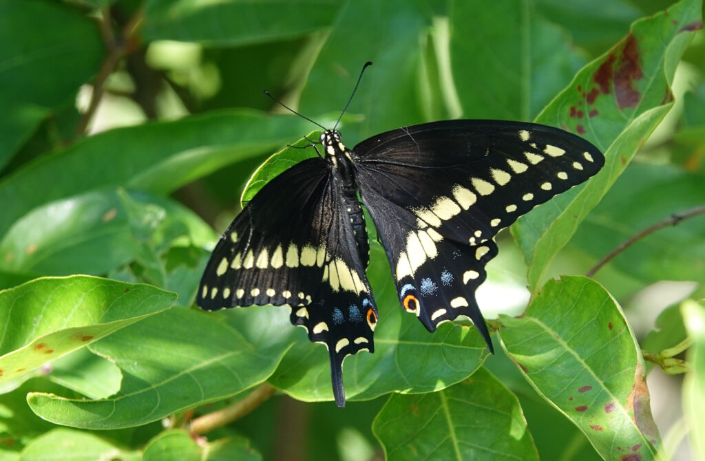 Black Swallowtail Butterfly Photo By Sam Crowe