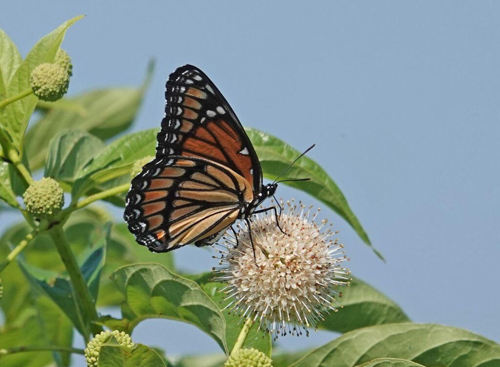 Viceroy Butterfly on Button Bush at Hagerman Wildlife Refuge Photo By Sam Crowe