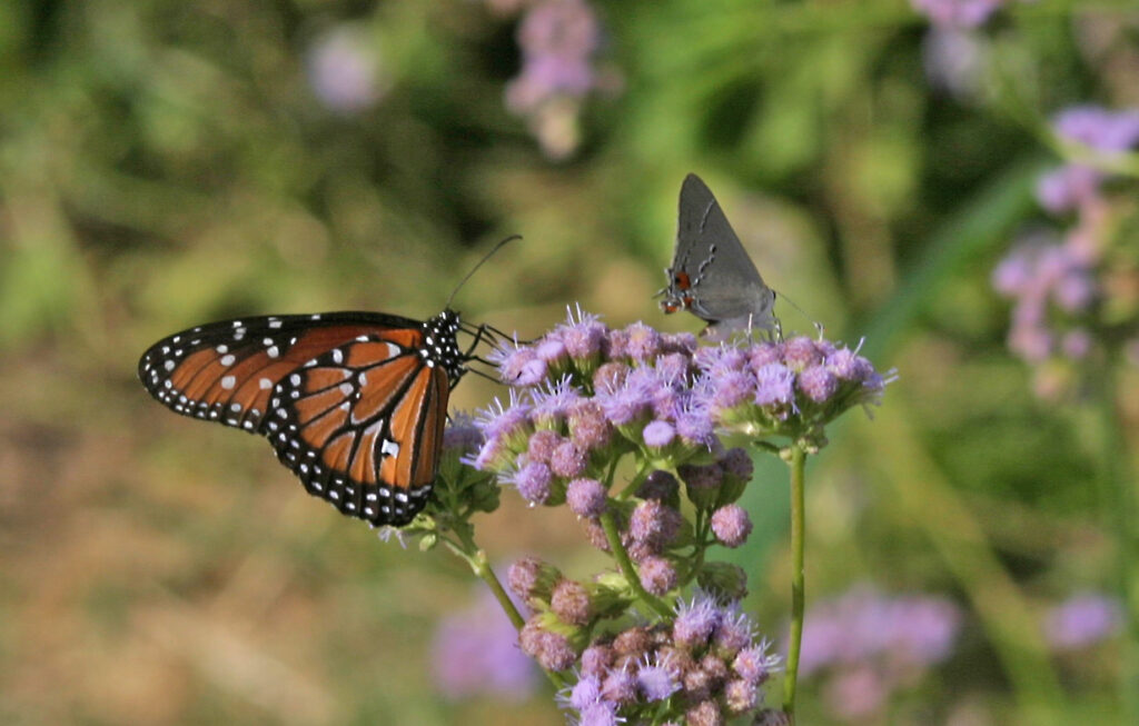 Monarch and hairstreak butterflies Photo By Sam Crowe