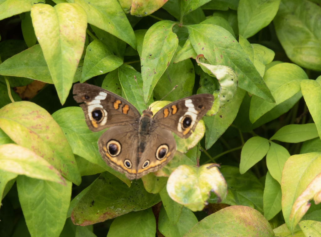 Buckeye Butterfly Photo By Sam Crowe