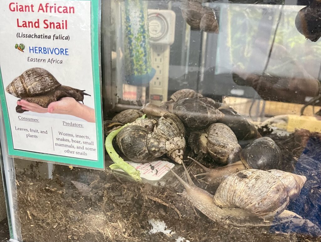 Giant African Land Snails at the Holifield Learning Center