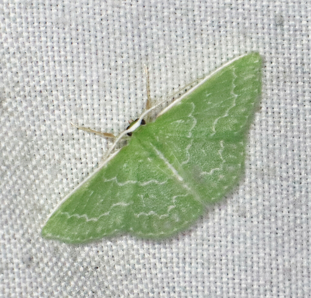 Southern Emerald Synchlora frondaria by Jean Suplick