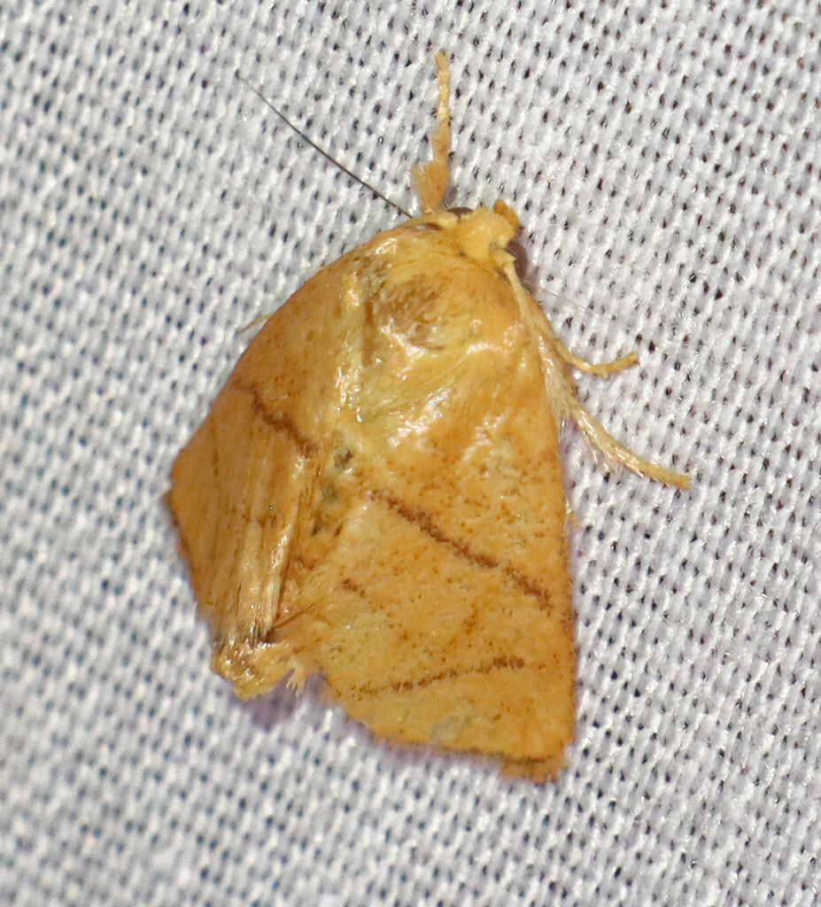 Yellow-collared Slug Moth Apoda y-inversa by Jean Suplick